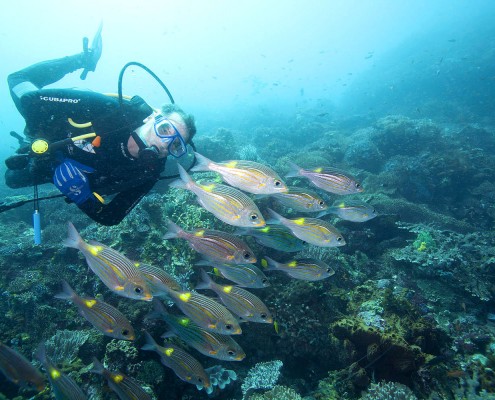 komodo marine lee exploring national park island