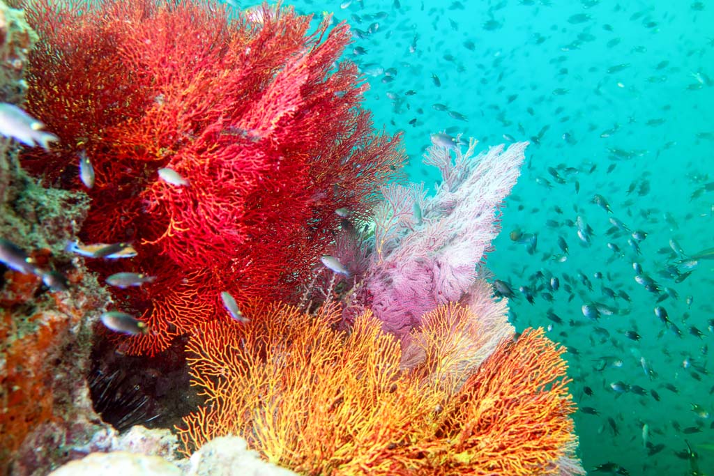 Ko-Kradang-colourful-coral_2015