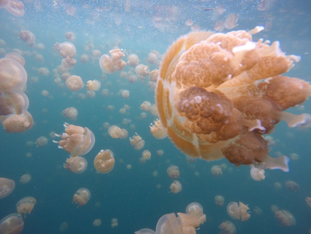 Jellyfish lake - Palau