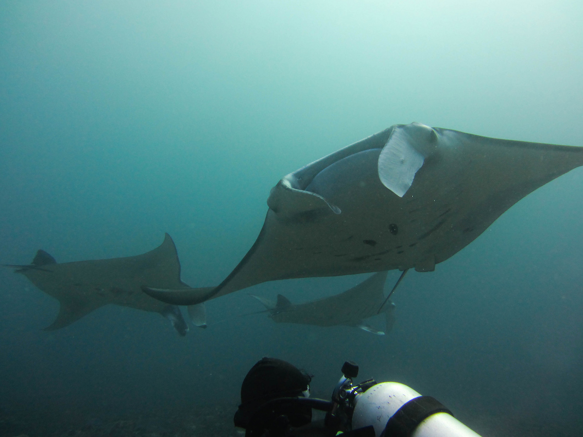 Komodo-Indonesia