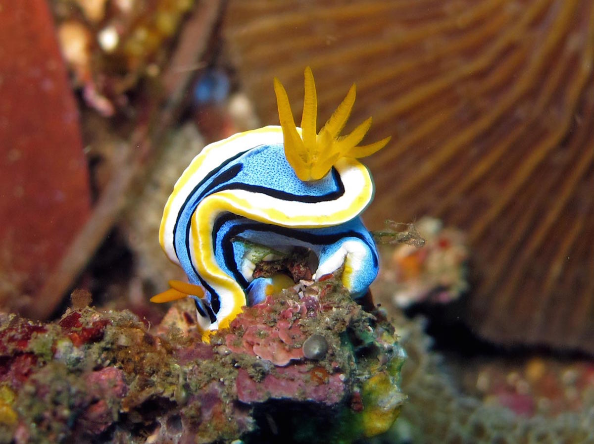 Lembeh-Strait-Indonesia