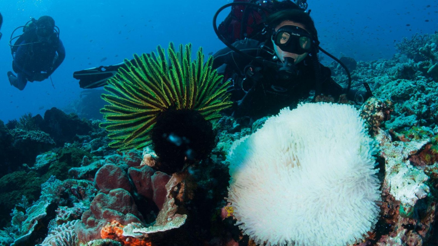 l4sOZxGRmTHNhua1QdAQ_Komodo-Castle-Rock-dive-1600x900