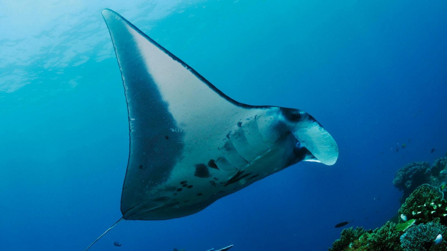 nOuBLD7tSoEBHaW3W4ln_Komodo-manta-ray-1600x900